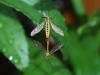 222431 – Photo : VERMELLE Georges – France (62)